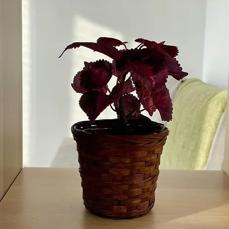 73m2 - 2 - Parking - Wi-fi 아파트 툴루즈